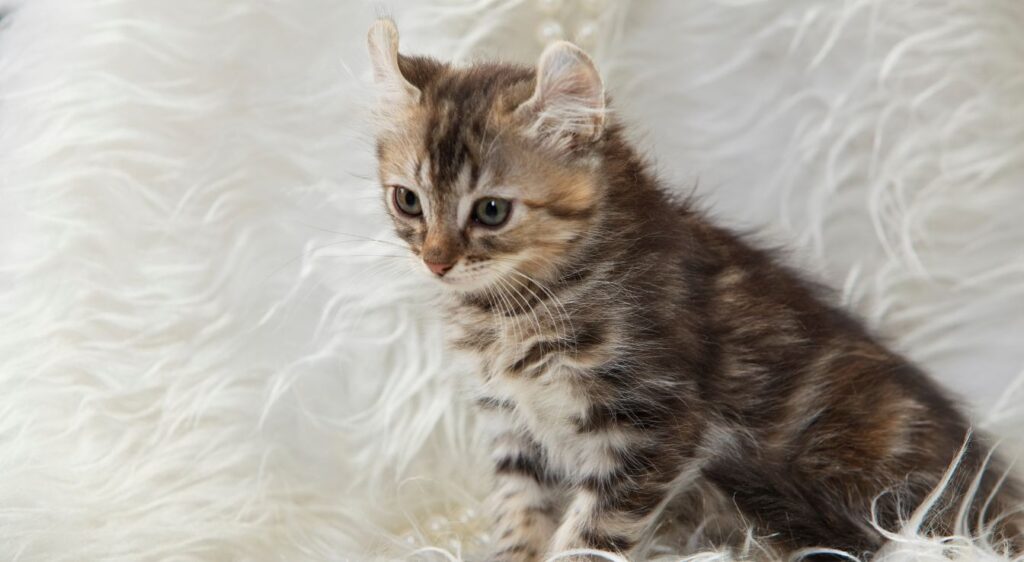 American Curl