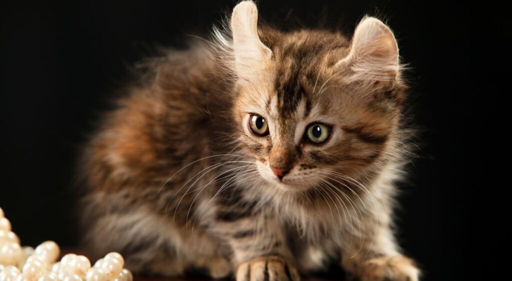 American Curl
