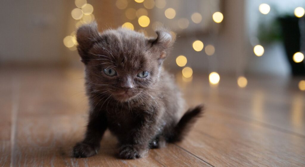 American Curl