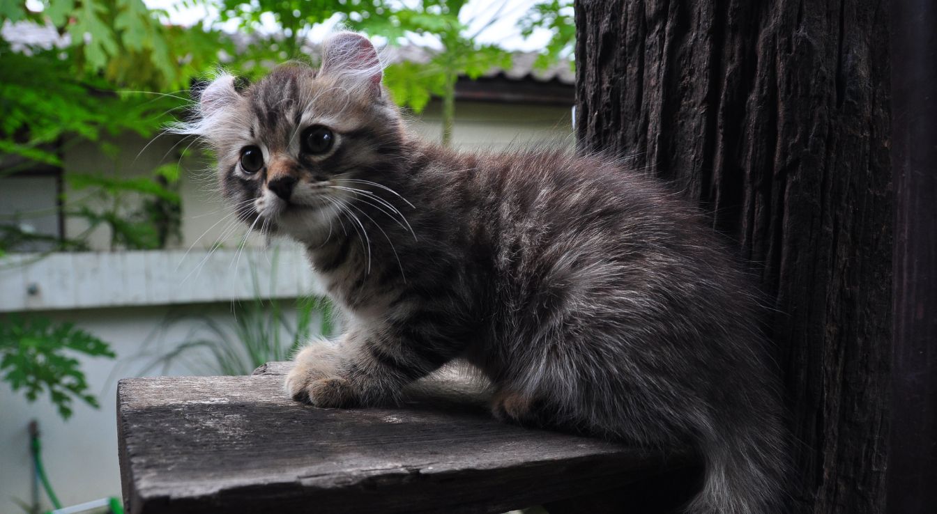 American Curl
