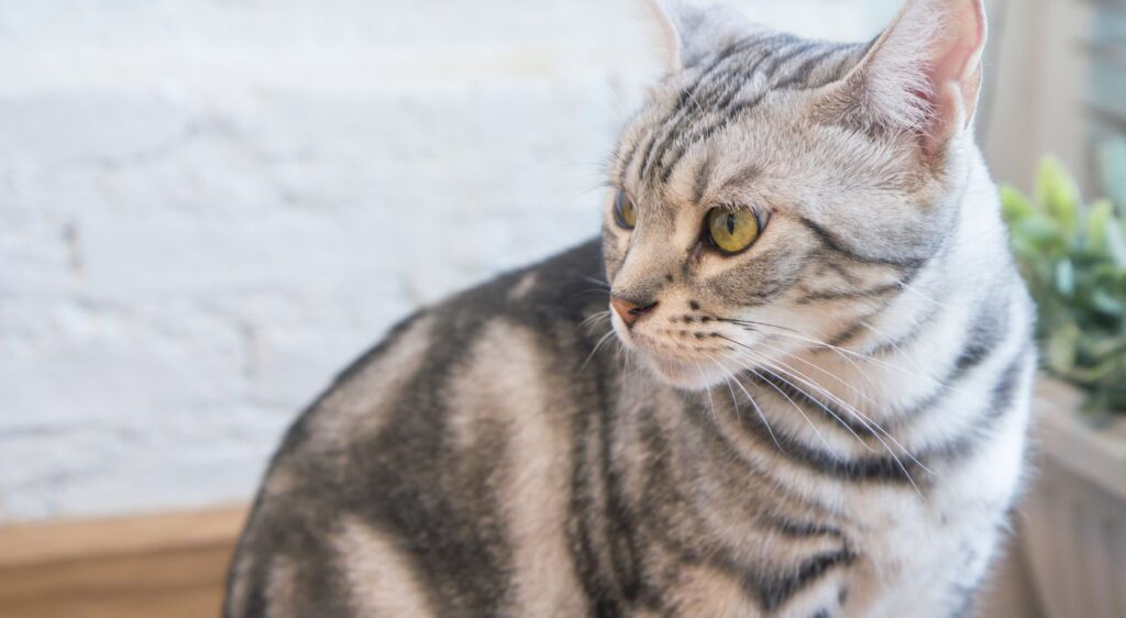 American Shorthair