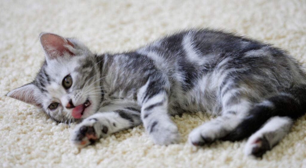 American Shorthair