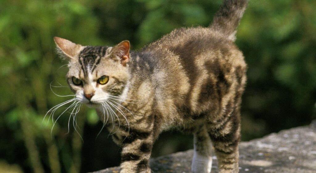 American Wirehair