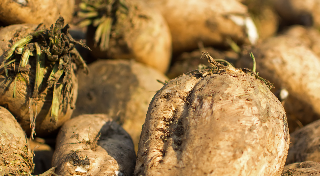 Betterave sucrière seche