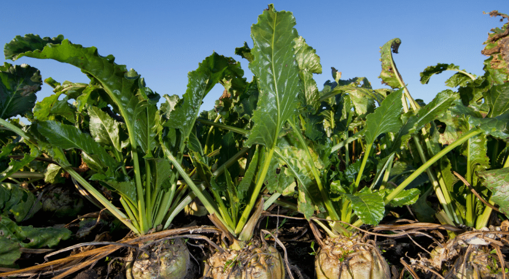 Betterave sucrière