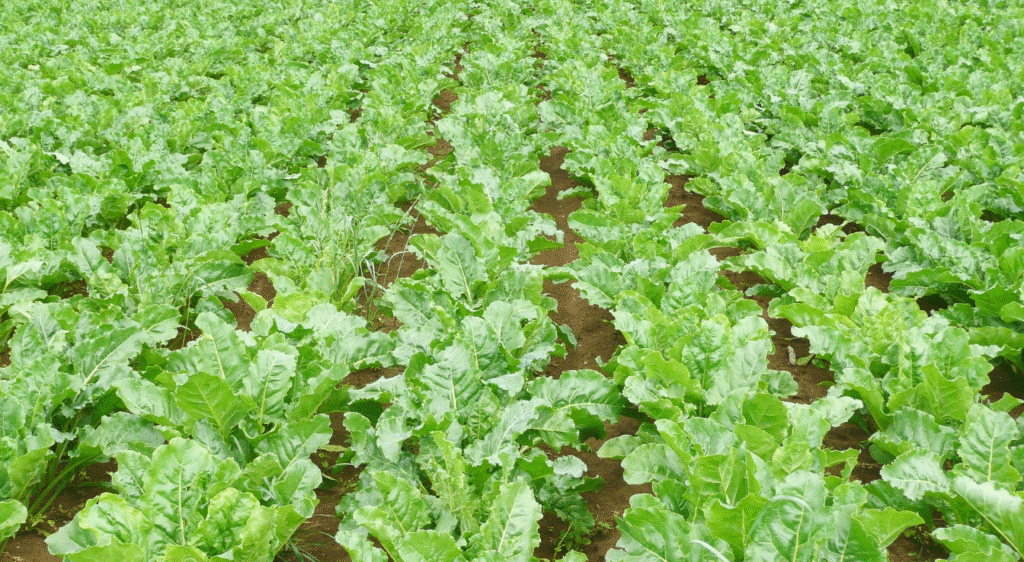 chan Betterave sucrière