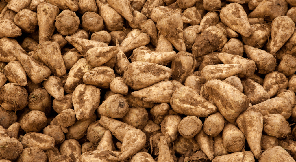 Betteraves sucrières