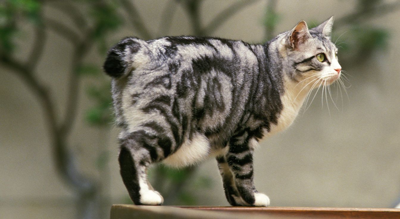 Bobtail japonais