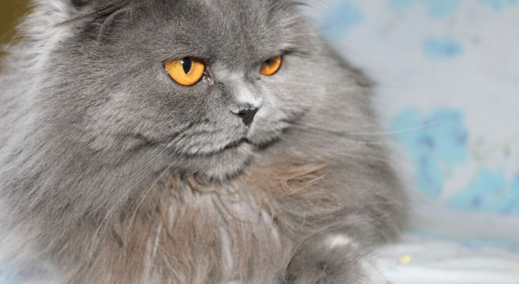 British Longhair