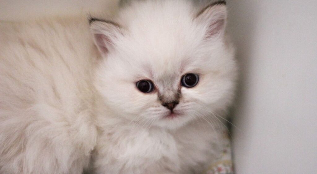 British Longhair