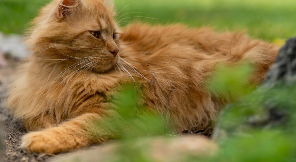 British Longhair