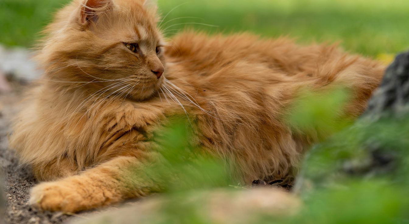 British Longhair Caract ristiques Et Temp rament Unique british-longhair-caract-ristiques-et-temp-rament-unique