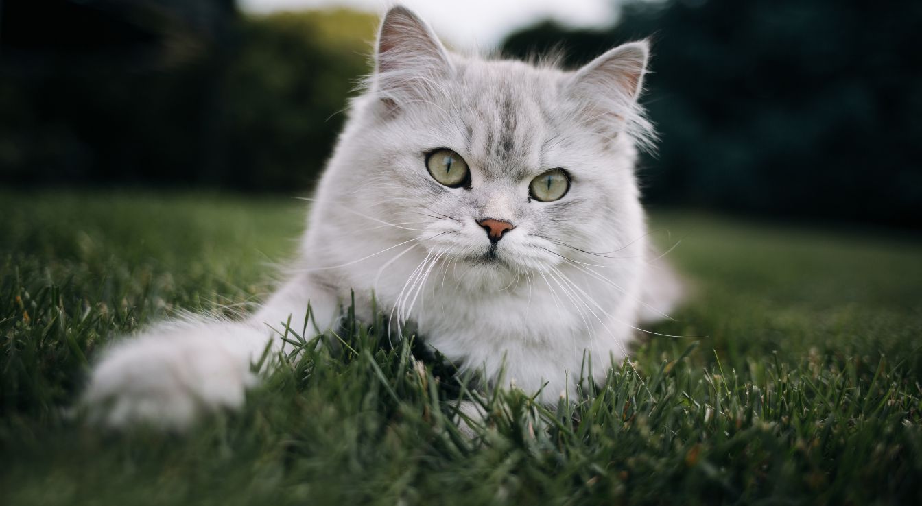 British Longhair