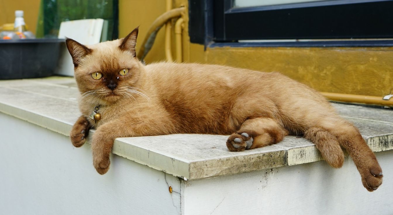 Burmese