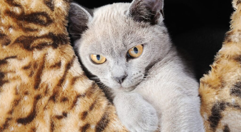 Burmese