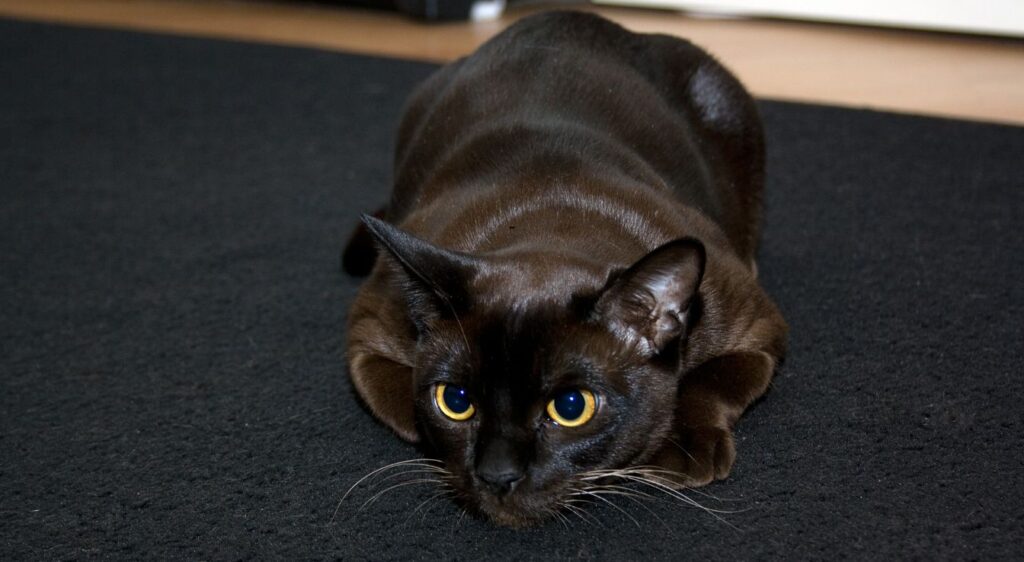 Burmese