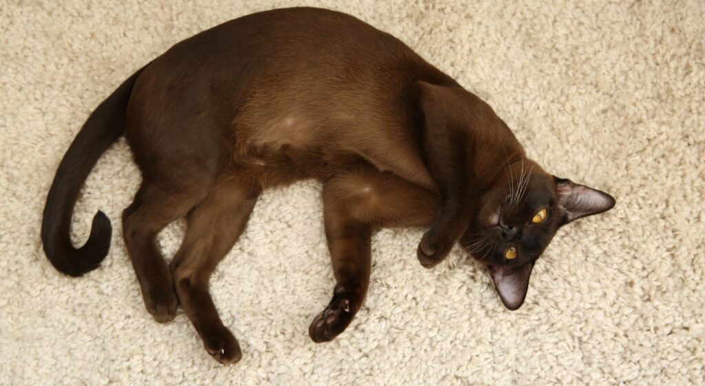 Burmese