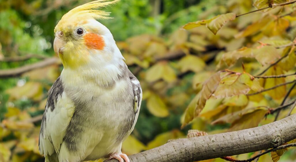 Calopsitte élégante