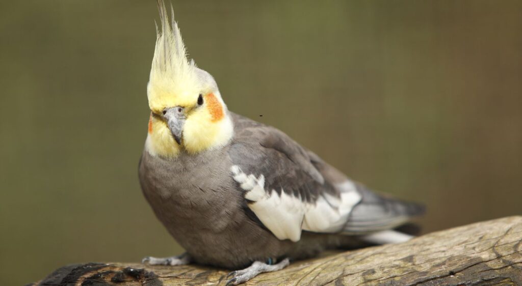 Calopsitte élégante