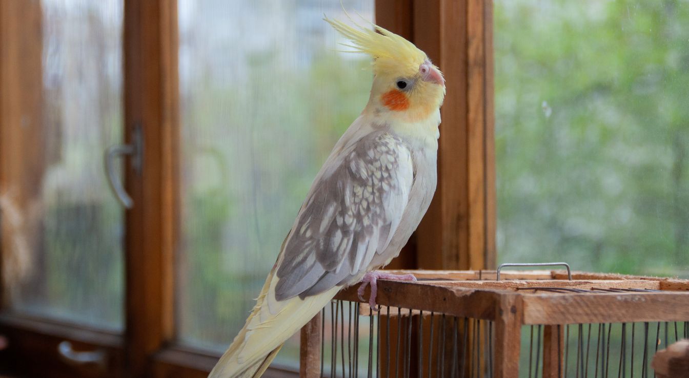 Calopsitte élégante