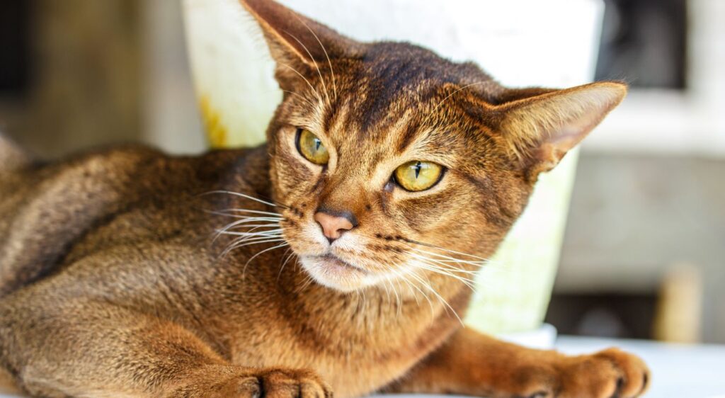 Chat Ceylan