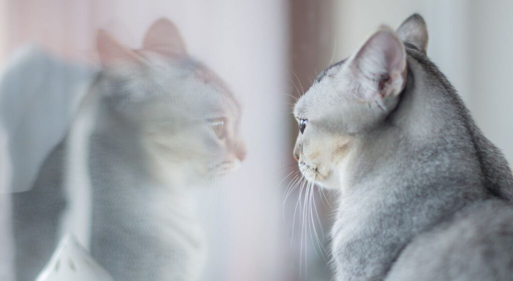 Chat Ceylan