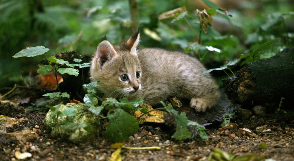 Chausie