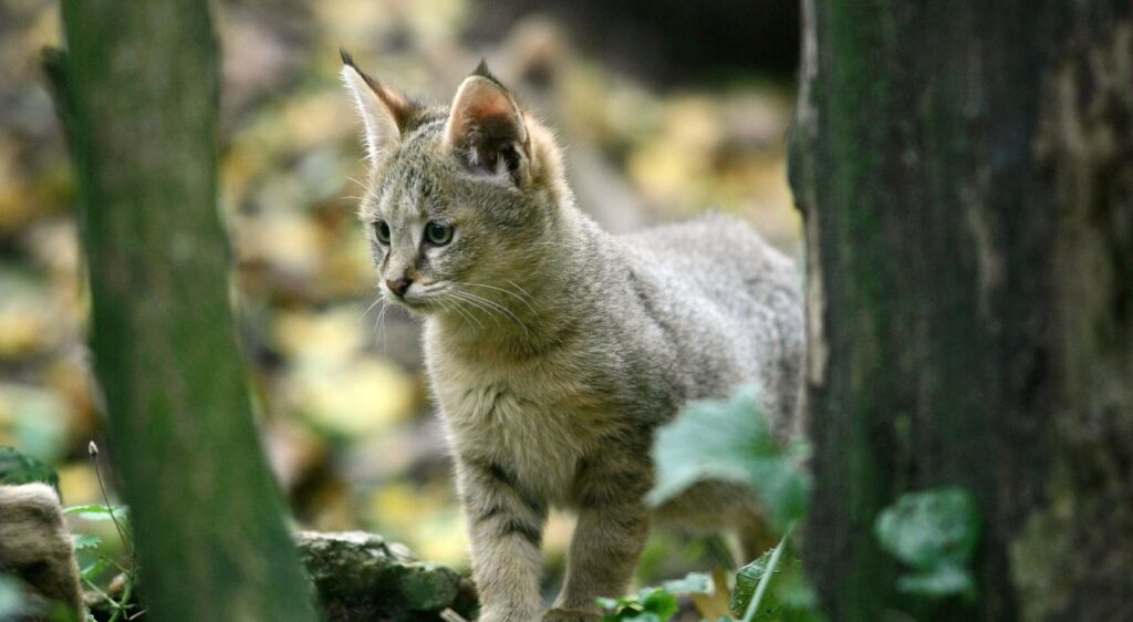 Chausie