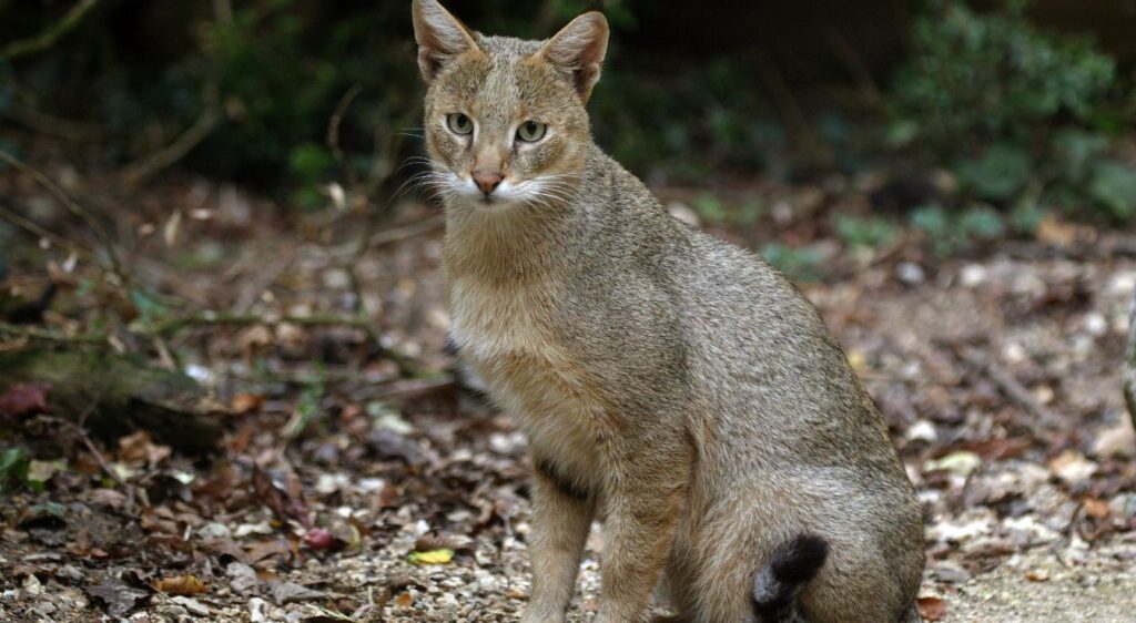 Chausie