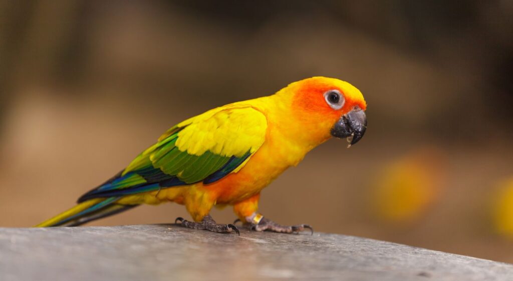Conure Soleil