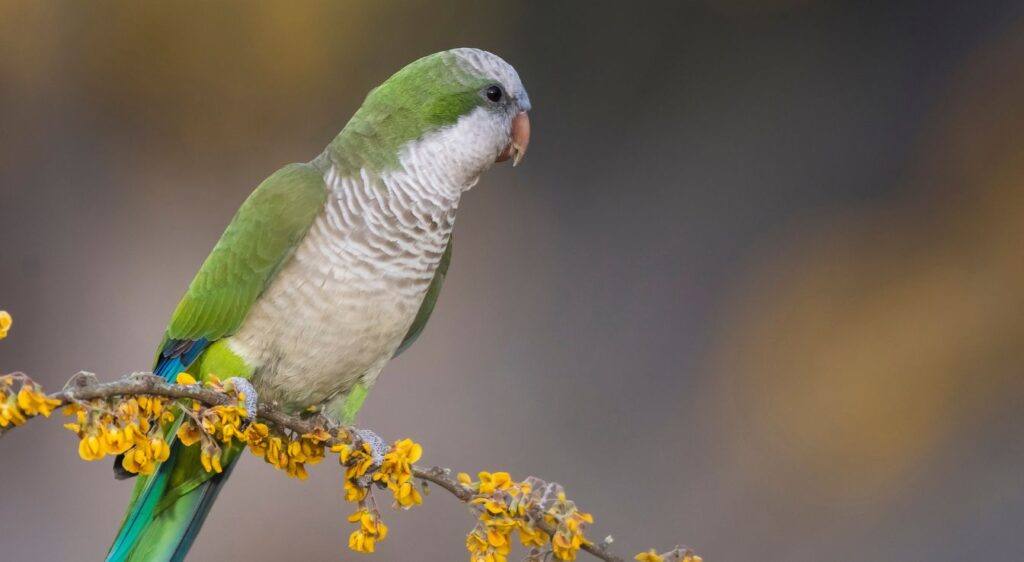 Conure veuve