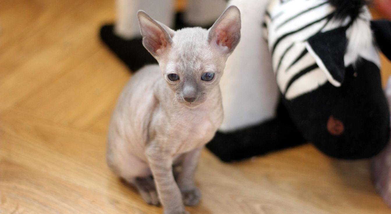 Cornish Rex