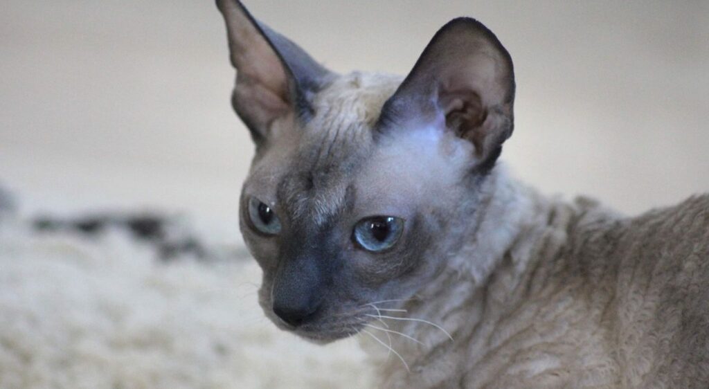 Cornish Rex