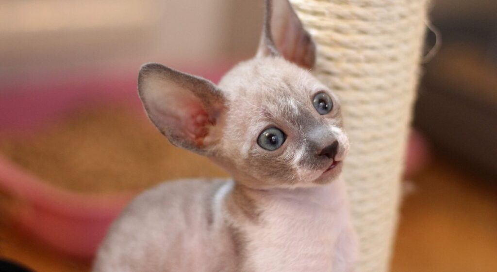 Cornish Rex