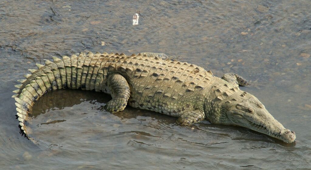 Crocodile américain