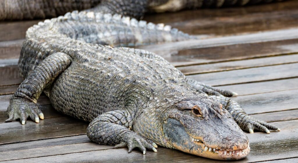 Crocodile américain