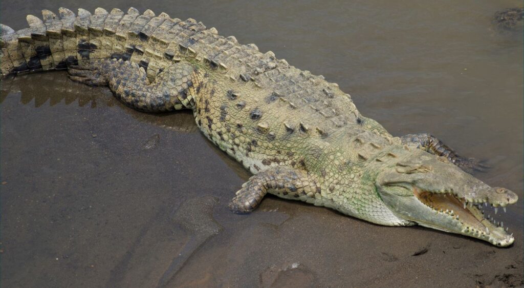 Crocodile américain