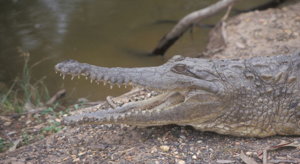 Crocodile de Johnston