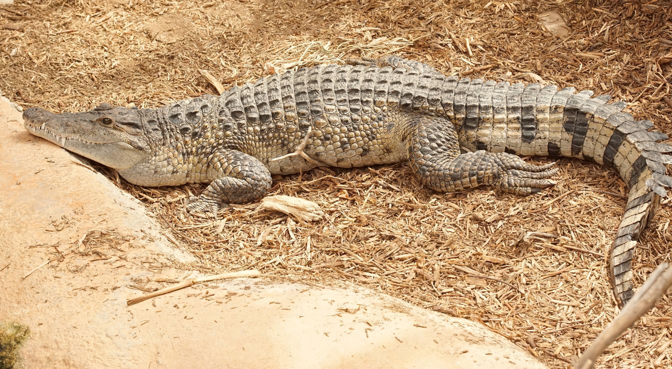 Crocodile des Philippines