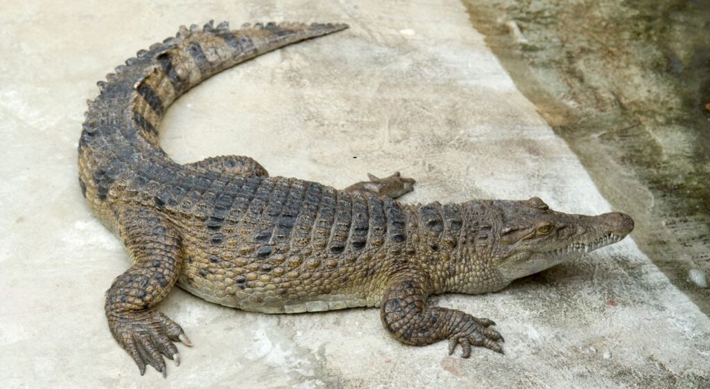 Crocodile des Philippines