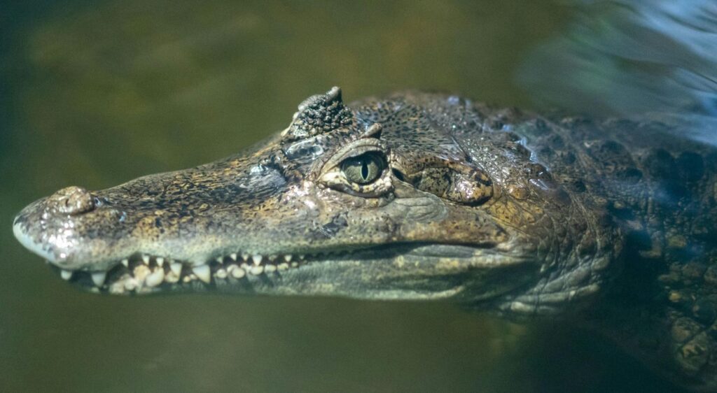 Crocodile des Philippines