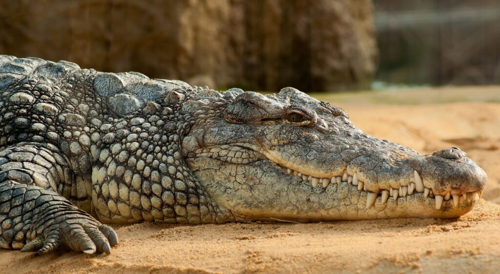 Crocodile des Philippines