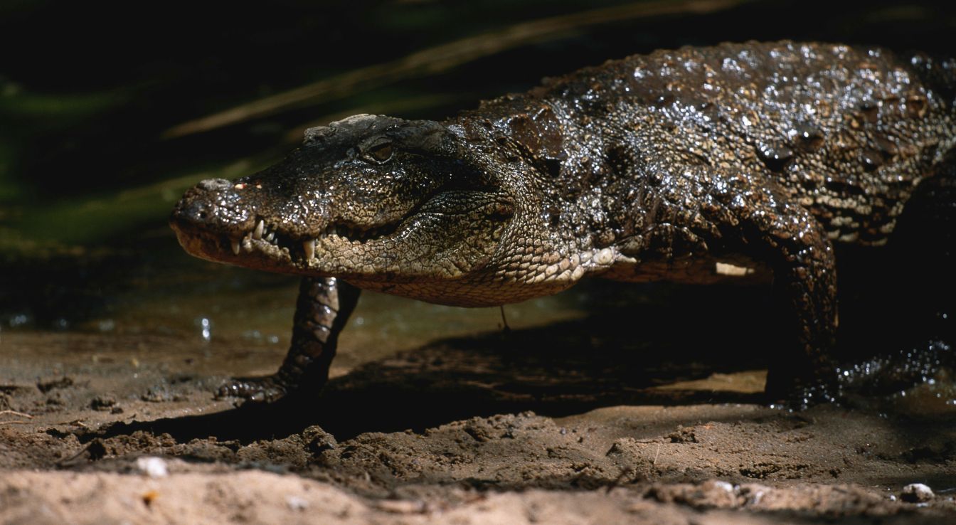 Crocodile des marais