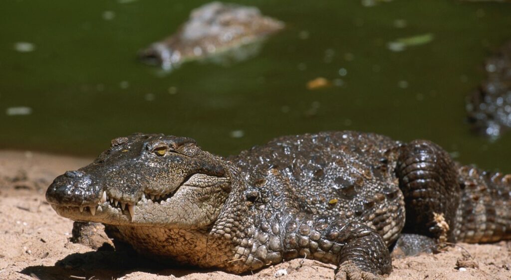 Crocodile des marais