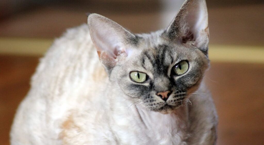 Devon Rex