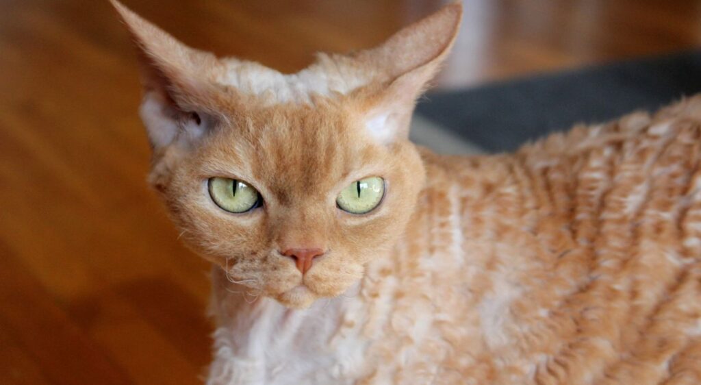 Devon Rex