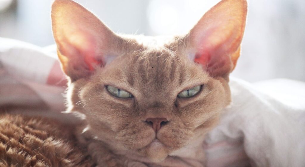 Devon Rex