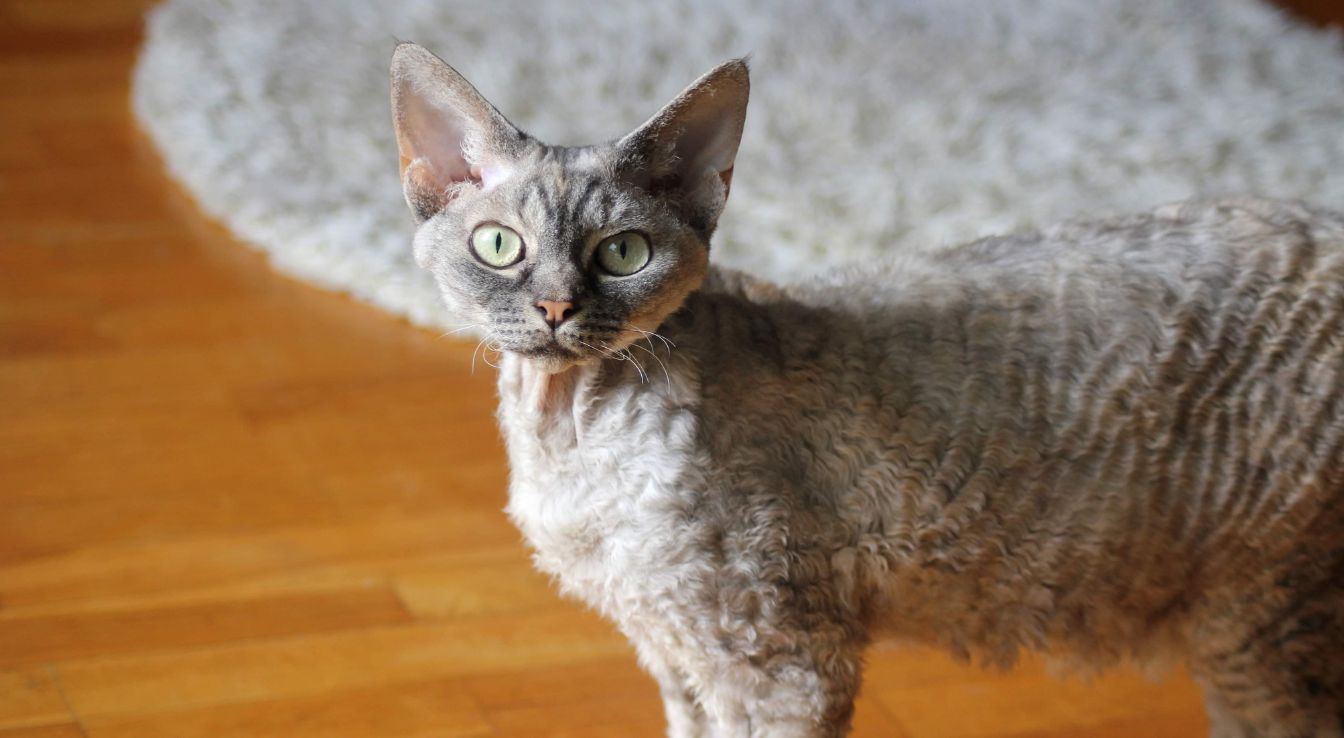 Devon Rex