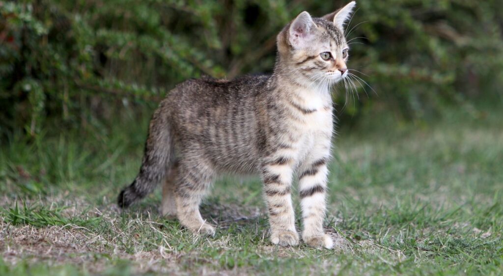 European Shorthair