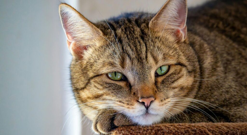 European Shorthair
